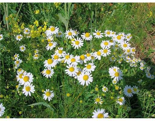 Vendido Recientemente: $49,500 (0 camas, 0 baños, 0 Pies cuadrados)