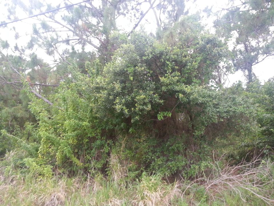 最近售出: $10,500 (0 贝兹, 0 浴室, 0 平方英尺)