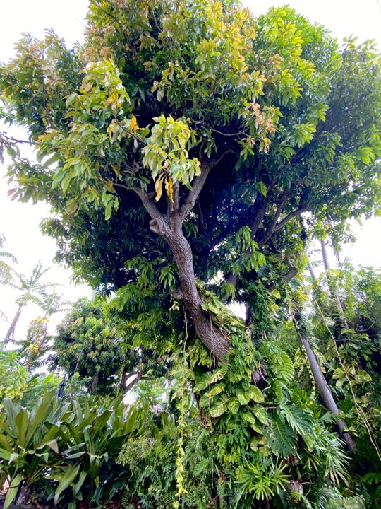 En Renta: $7,000 (3 camas, 3 baños, 1919 Pies cuadrados)