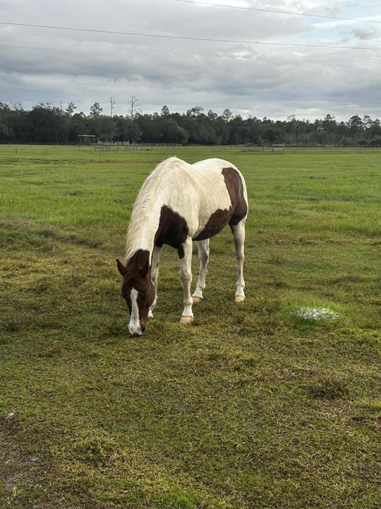 待售: $225,000 (0 贝兹, 0 浴室, 0 平方英尺)
