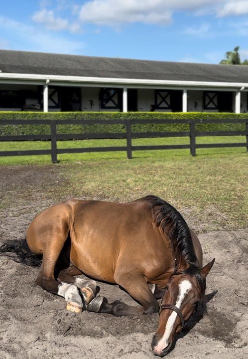 出租: $1,550 (2 贝兹, 1 浴室, 2500 平方英尺)