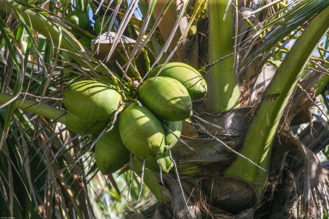 待售: $24,000,000 (7 贝兹, 7 浴室, 7653 平方英尺)