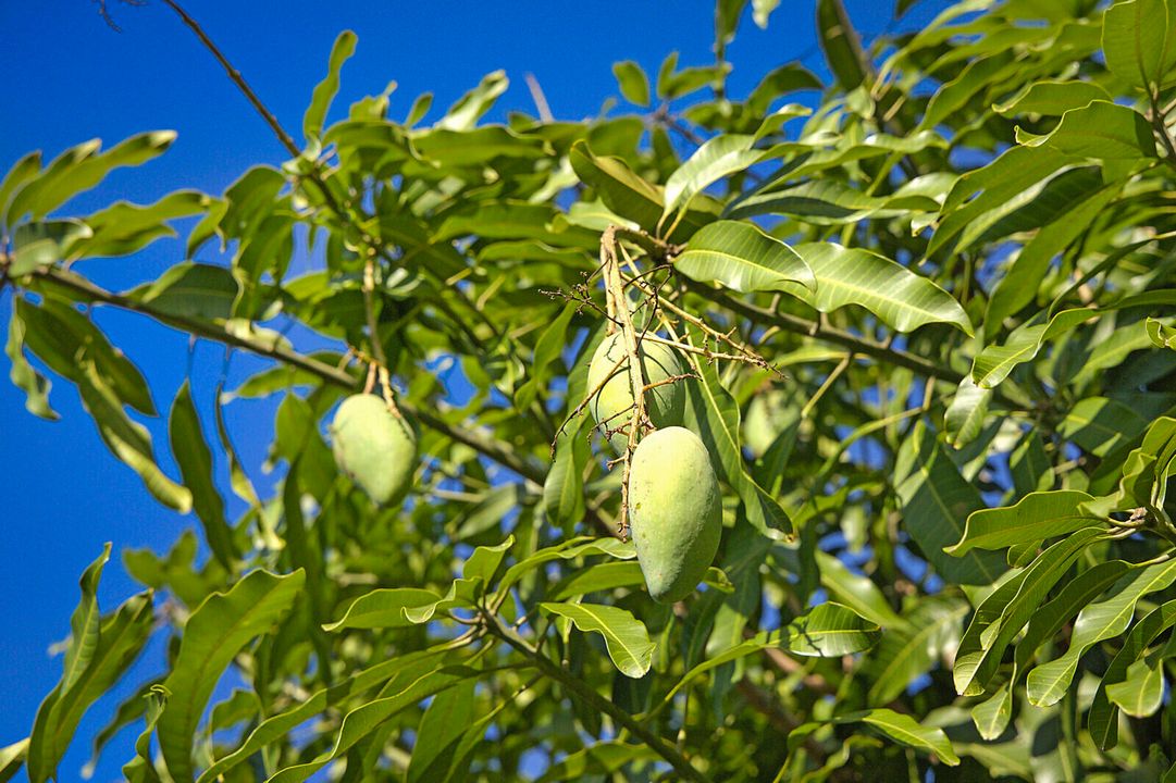 For Sale: $3,299,000 (6 beds, 4 baths, 5244 Square Feet)