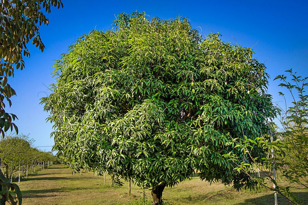 For Sale: $3,299,000 (6 beds, 4 baths, 5244 Square Feet)