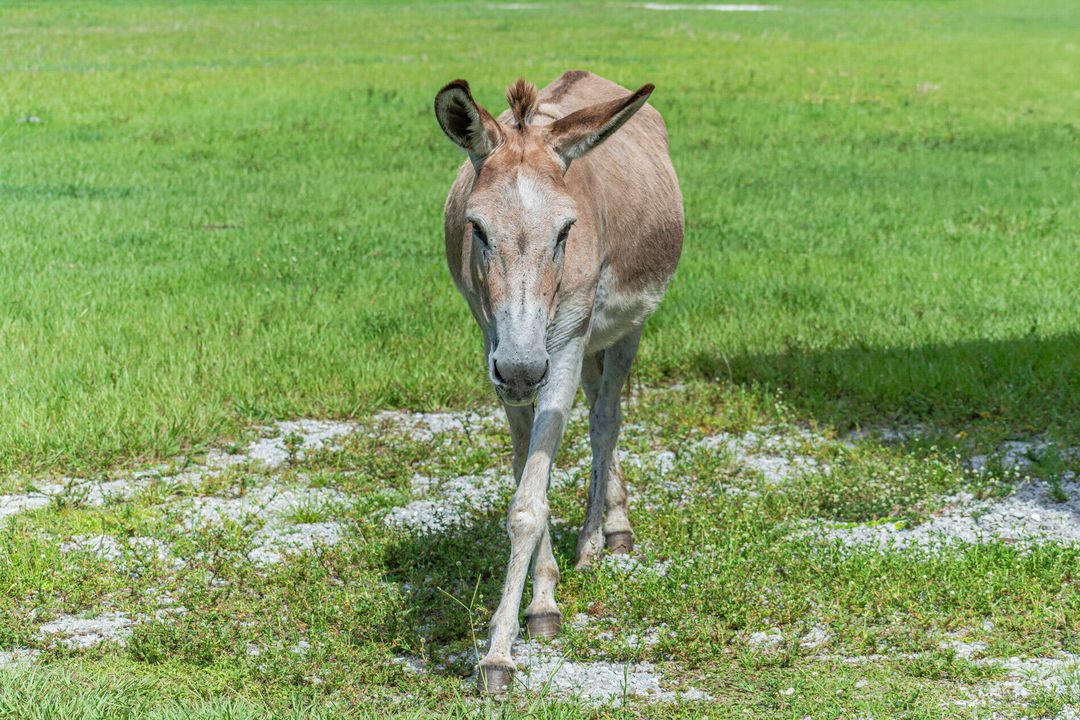 For Sale: $799,000 (3 beds, 2 baths, 1569 Square Feet)