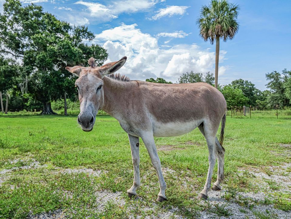 For Sale: $799,000 (3 beds, 2 baths, 1569 Square Feet)