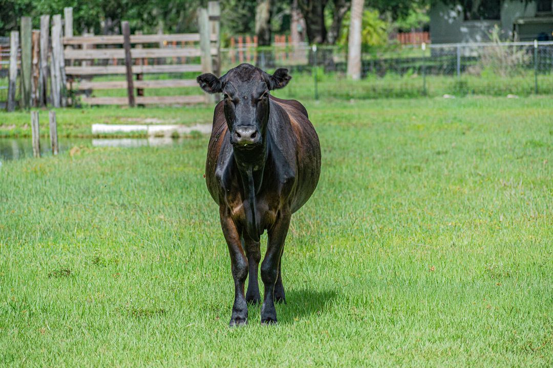 For Sale: $799,000 (3 beds, 2 baths, 1569 Square Feet)