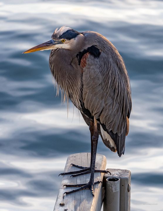 En Venta: $349,000 (2 camas, 2 baños, 1130 Pies cuadrados)