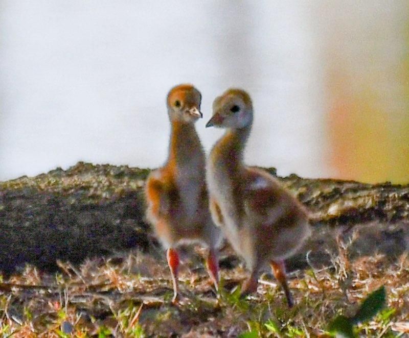 На продажу: $3,000,000 (9 спален, 5 ванн, 6506 Квадратных фут)