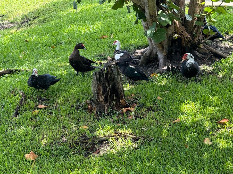 Activo con contrato: $49,900 (1 camas, 1 baños, 794 Pies cuadrados)