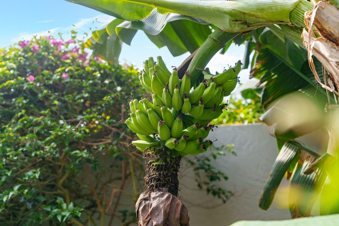 Activo con contrato: $1,195,000 (3 camas, 2 baños, 2706 Pies cuadrados)