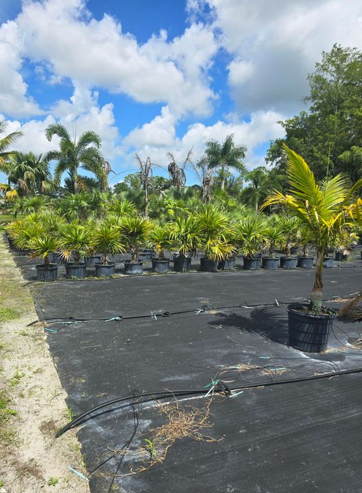 待售: $595,000 (0 贝兹, 0 浴室, 0 平方英尺)