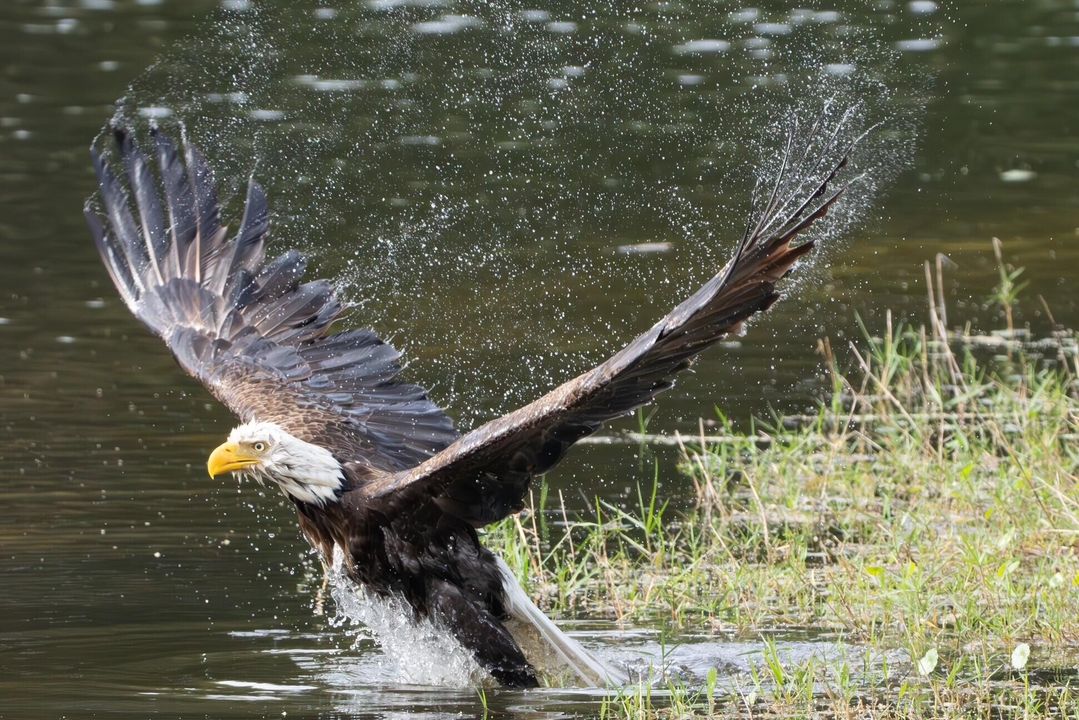 待售: $10,750,000 (5 贝兹, 5 浴室, 6298 平方英尺)