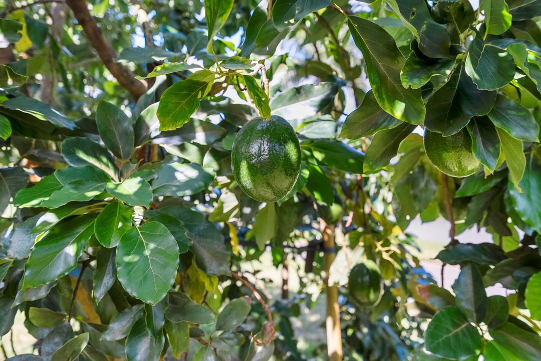 待售: $1,200,000 (4 贝兹, 3 浴室, 3753 平方英尺)