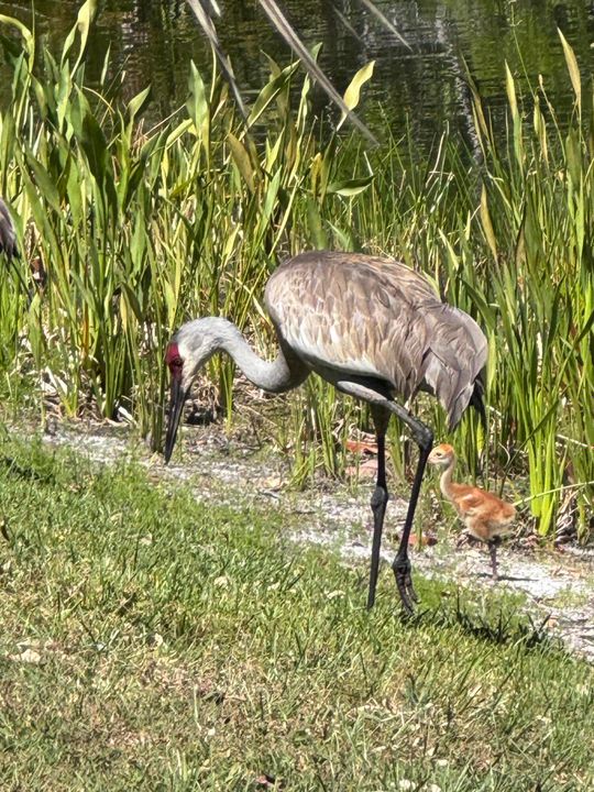 待售: $1,990,800 (3 贝兹, 3 浴室, 2815 平方英尺)