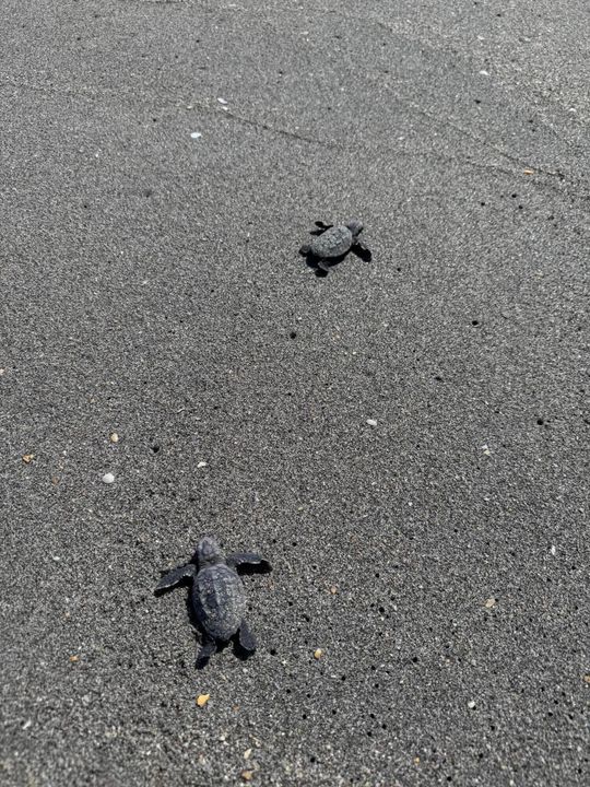 待售: $1,990,800 (3 贝兹, 3 浴室, 2815 平方英尺)