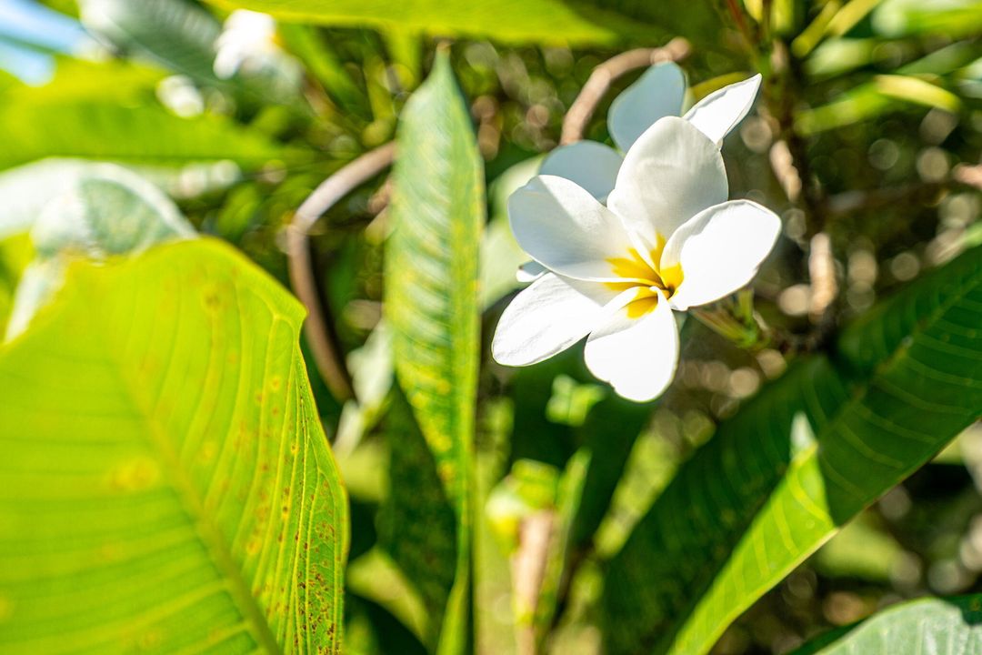 Active With Contract: $679,900 (3 beds, 2 baths, 2039 Square Feet)