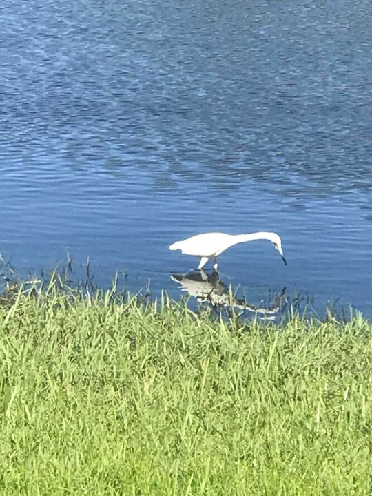 В аренду: $5,000 (2 спален, 2 ванн, 1000 Квадратных фут)