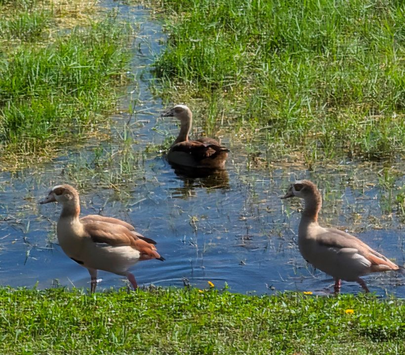 合同活跃: $424,900 (3 贝兹, 2 浴室, 1178 平方英尺)