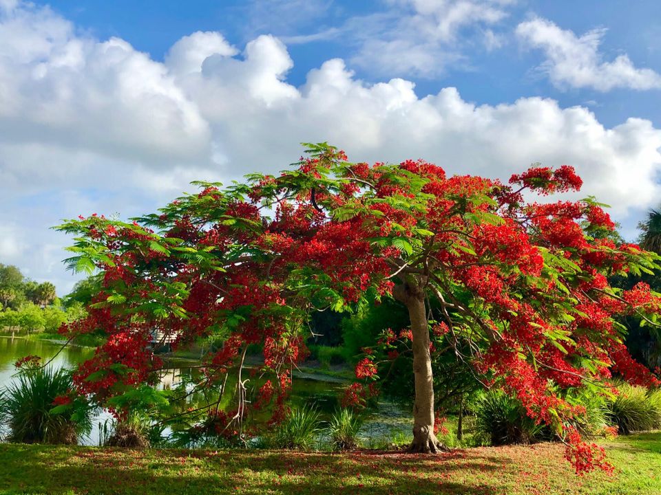 出租: $2,000 (3 贝兹, 2 浴室, 1353 平方英尺)