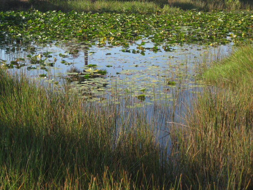 出租: $2,000 (3 贝兹, 2 浴室, 1353 平方英尺)