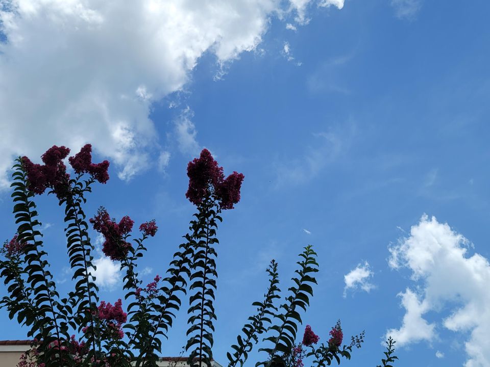 В аренду: $1,600 (1 спален, 1 ванн, 815 Квадратных фут)