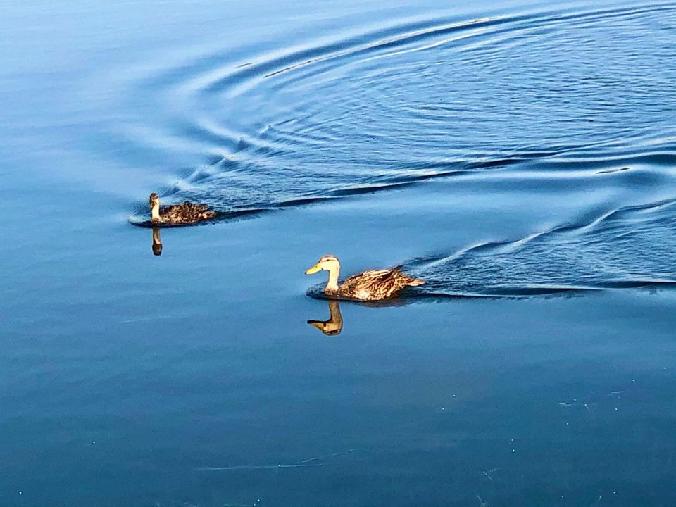 合同活跃: $329,000 (3 贝兹, 2 浴室, 1481 平方英尺)