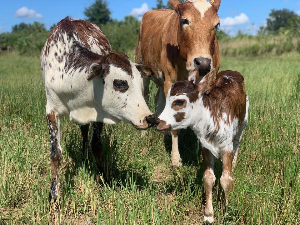 En Venta: $1,100,000 (0 camas, 0 baños, 0 Pies cuadrados)