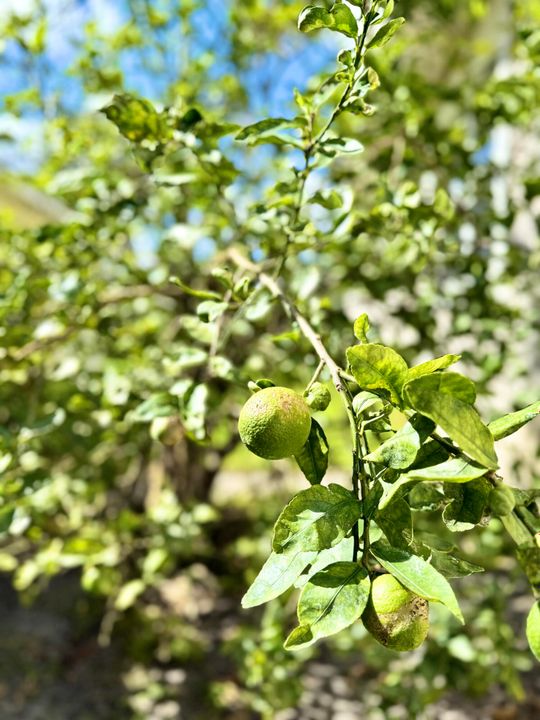 На продажу: $845,000 (4 спален, 2 ванн, 2110 Квадратных фут)