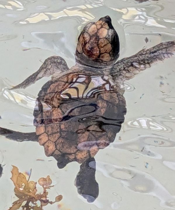 На продажу: $70,000 (2 спален, 1 ванн, 894 Квадратных фут)