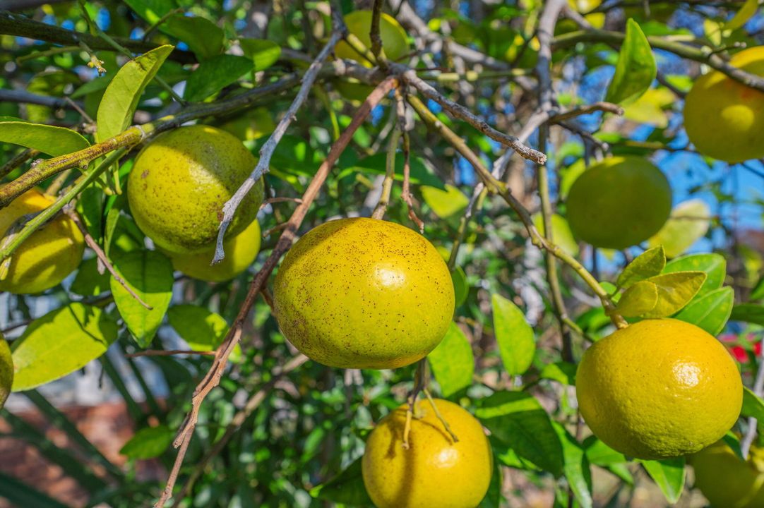 待售: $335,000 (4 贝兹, 3 浴室, 1784 平方英尺)