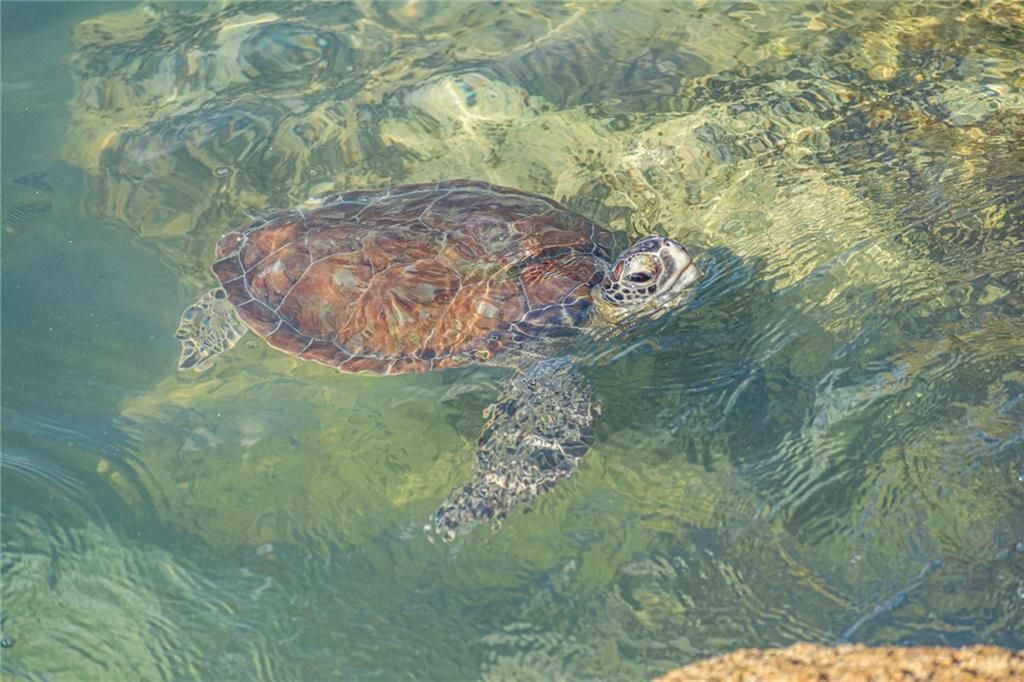 For Sale: $175,000 (1 beds, 1 baths, 752 Square Feet)