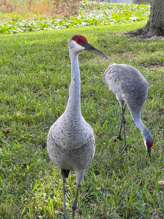 For Sale: $610,000 (3 beds, 2 baths, 2306 Square Feet)