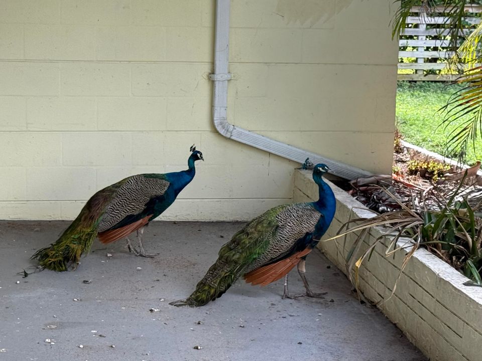 出租: $2,400 (2 贝兹, 1 浴室, 1000 平方英尺)