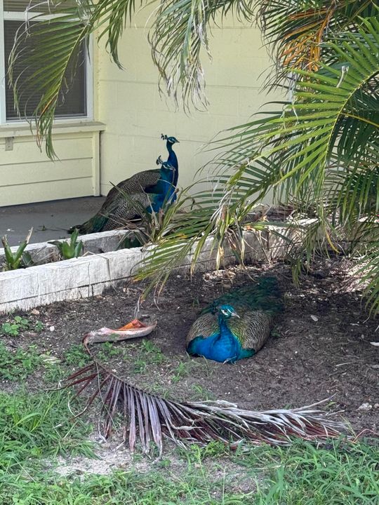 出租: $2,400 (2 贝兹, 1 浴室, 1000 平方英尺)