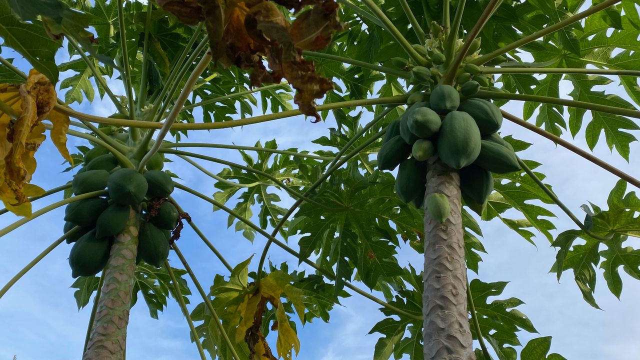 На продажу: $2,500,000 (5 спален, 4 ванн, 5099 Квадратных фут)