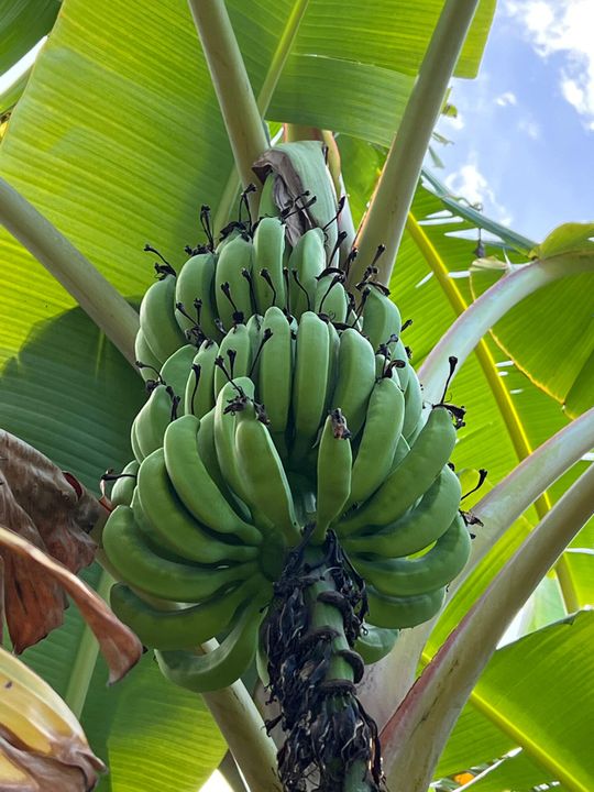 На продажу: $2,500,000 (5 спален, 4 ванн, 5099 Квадратных фут)