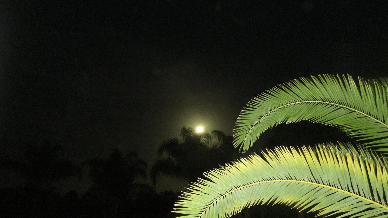 В аренду: $2,150 (3 спален, 2 ванн, 1310 Квадратных фут)