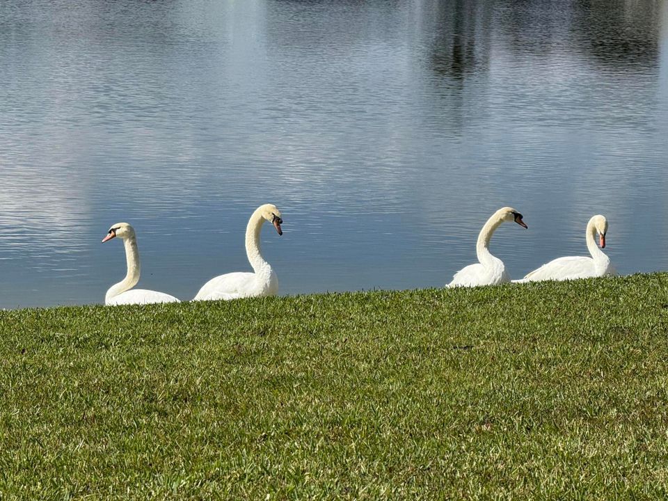 出租: $2,500 (2 贝兹, 2 浴室, 1642 平方英尺)