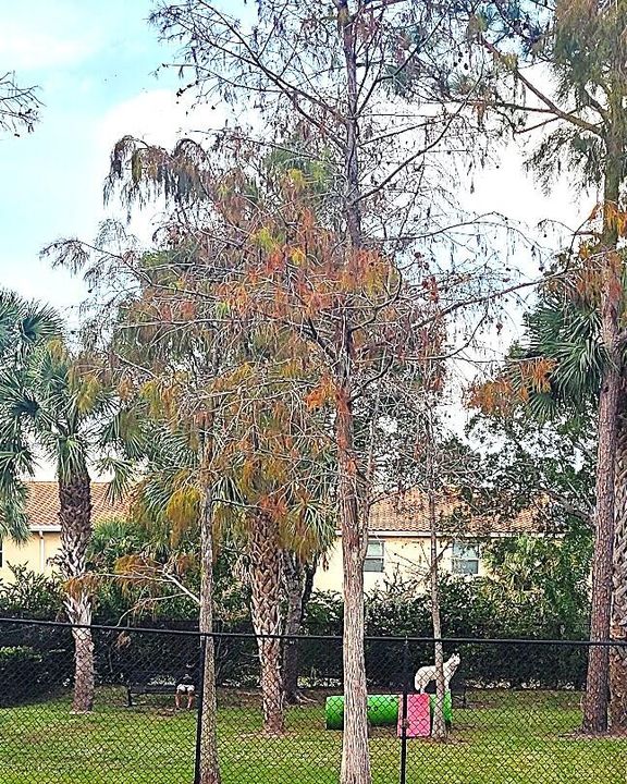 出租: $2,300 (3 贝兹, 2 浴室, 1204 平方英尺)