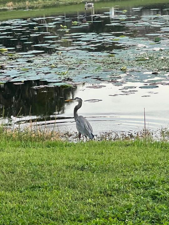 En Renta: $4,000 (3 camas, 2 baños, 1801 Pies cuadrados)