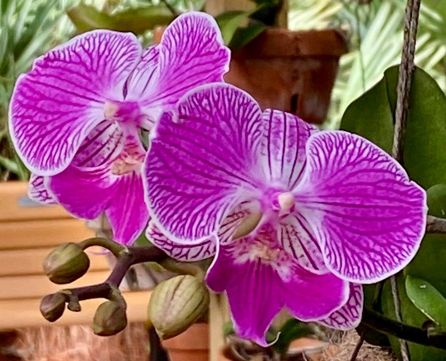 For Rent: $3,000 (3 beds, 2 baths, 1804 Square Feet)