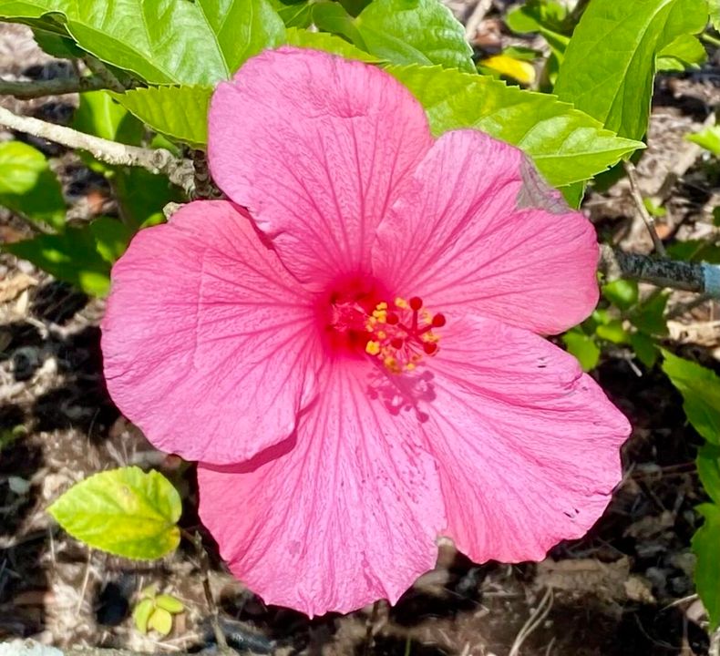 For Rent: $3,000 (3 beds, 2 baths, 1804 Square Feet)