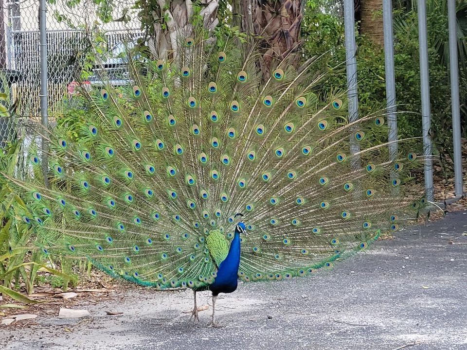 待售: $129,900 (0 贝兹, 0 浴室, 0 平方英尺)