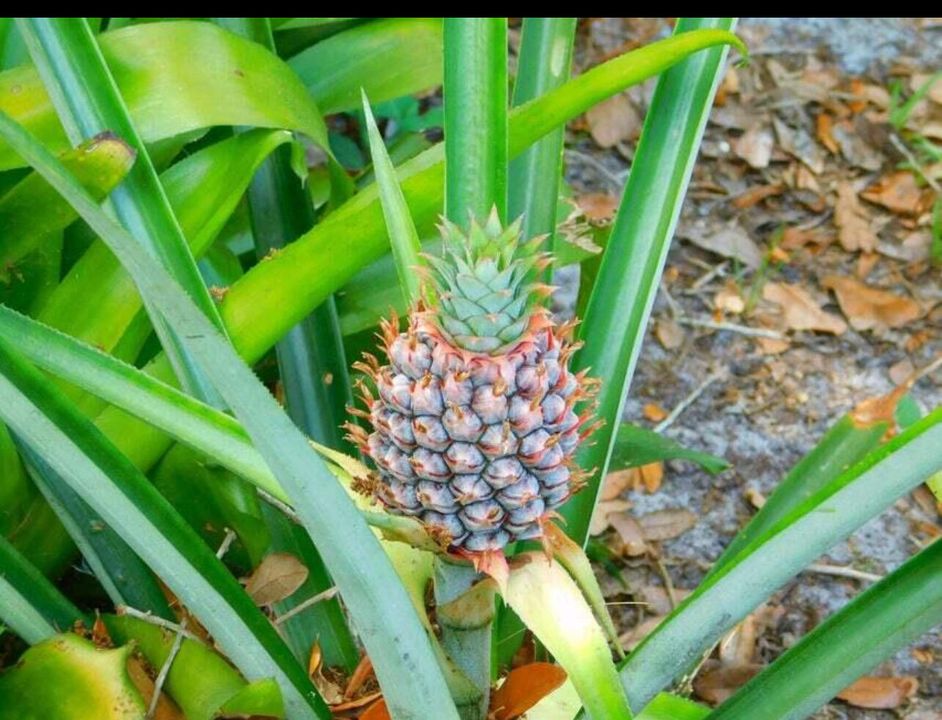 待售: $289,000 (2 贝兹, 1 浴室, 1055 平方英尺)