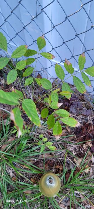 For Sale: $450,000 (4 beds, 2 baths, 1833 Square Feet)