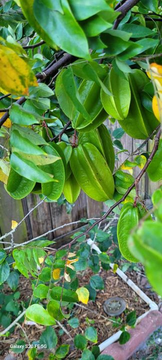 For Sale: $450,000 (4 beds, 2 baths, 1833 Square Feet)