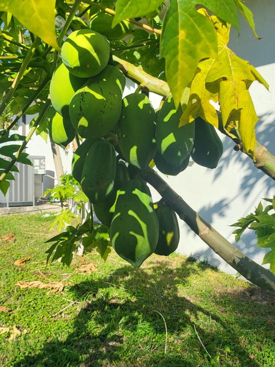 待售: $589,000 (4 贝兹, 2 浴室, 1589 平方英尺)