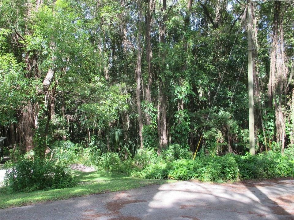 BEAUTIFULLY WOODED LOT ON PAVED ROAD