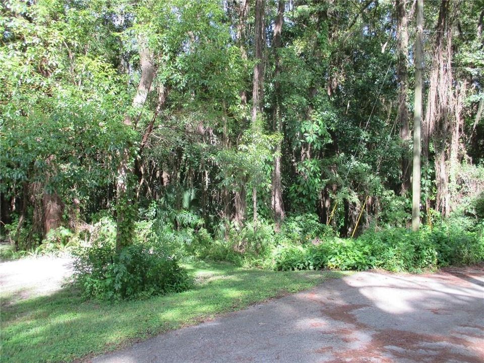 BEAUTIFULLY WOODED LOT ON PAVED ROAD NEAR DOWNTOWN BROOKSVILLE